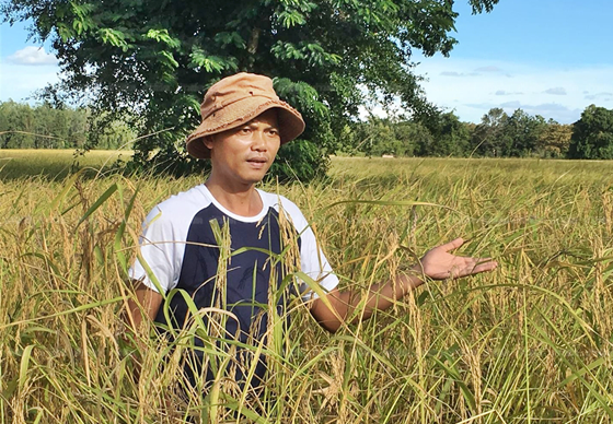 หางาน,สมัครงาน,งาน,ที่สุดในชีวิตหนุ่มสุรินทร์ขอมอบข้าวเปลือกหอมมะลิ 10 ตันให้โรงทานสนามหลวงถวายเป็นพระราชกุศล